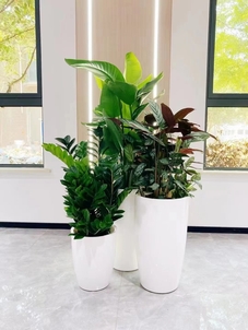 专业花木租摆，宁波北仑的绿色之选